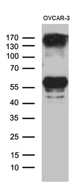 Western blot analysis of extracts (35ug) from OVCAR-3 cell line by using anti-RBMS3 monoclonal antibody (1:500)