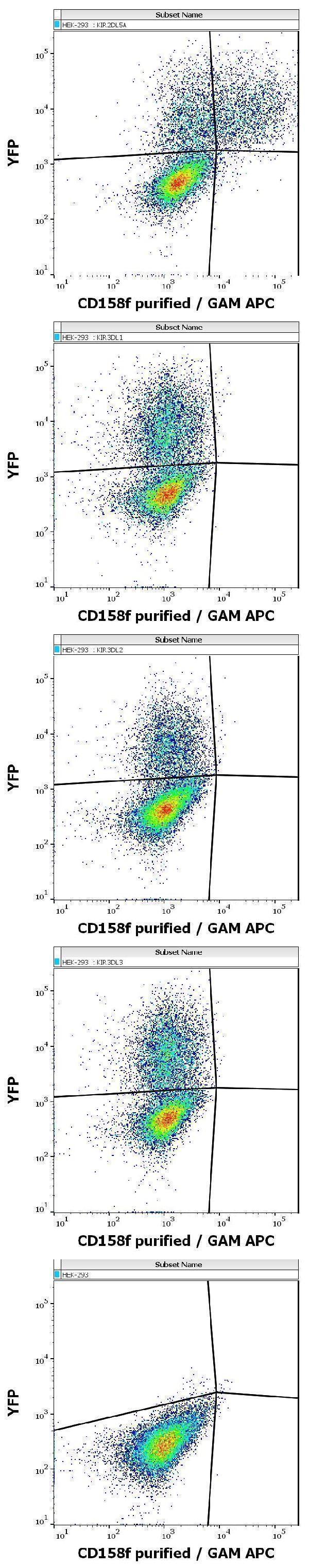 Flow cytometry surface staining patterns of non-transfected HEK-293 cells and HEK-293 cells transfected with KIR-family coding plasmids co-transfected with YFP coding plasmid using anti-human CD158f (UP-R1) purified antibody (concentration in sample 4 µg/ml, GAM APC)