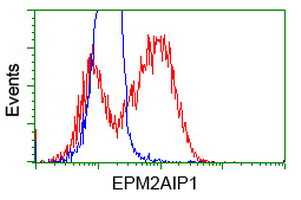 HEK293T cells transfected with either EPM2AIP1 (Myc-DDK-tagged) overexpress plasmid (Red) or empty vector control plasmid (Blue) were immunostained by anti-EPM2AIP1 antibody (M12427-1)