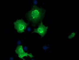 m12427 1 anti epm2aip1 mouse monoclonal antibody clone id oti5g8 if testing 4