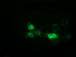 m12427 2 anti epm2aip1 mouse monoclonal antibody clone id oti1f11 if testing 8