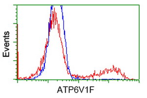 m12432 1 anti atp6v1f mouse monoclonal antibody clone id oti5f10 flow cytometry testing 5