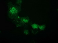 m12432 1 anti atp6v1f mouse monoclonal antibody clone id oti5f10 if testing 6