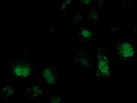 m12432 anti atp6v1f mouse monoclonal antibody clone id oti1b8 if testing 12