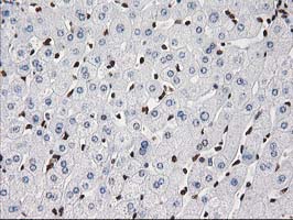 m12432 anti atp6v1f mouse monoclonal antibody clone id oti1b8 ihc testing 9