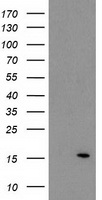 m12432 anti atp6v1f mouse monoclonal antibody clone id oti1b8 wb testing 1