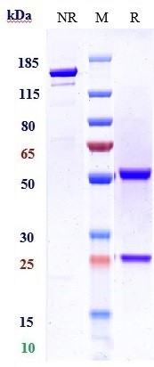 Anti-Histone H1 Reference Antibody (derlotuximab) on SDS-PAGE under reducing (R) condition