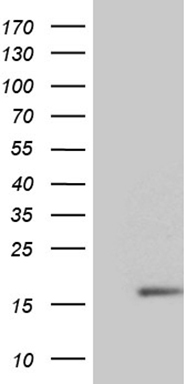 m12461 1 anti ndufb3 mouse monoclonal antibody clone id oti4b2 wb testing 1