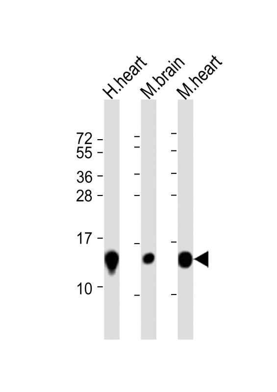 m12461 anti ndufb3 antibody n term wb testing 1