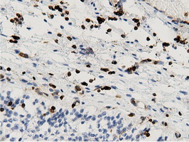m12463 anti arhgap25 mouse monoclonal antibody clone id oti12g4 ihc testing 9