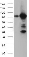 m12463 anti arhgap25 mouse monoclonal antibody clone id oti12g4 wb testing 1