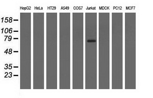 m12463 anti arhgap25 mouse monoclonal antibody clone id oti12g4 wb testing 2