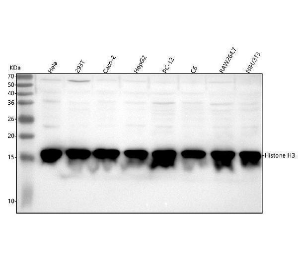 m12477 1 h3c1 primary antibodies wb testing 1