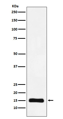 Western blot analysis of Histone H3 (mono methyl K9) expression in Hela cell lysate