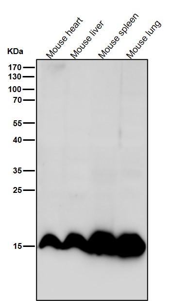 All lanes use the Antibody at 1:5K dilution for 1 hour at room temperature