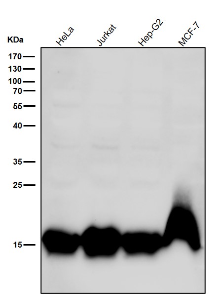 All lanes use the Antibody at 1:5K dilution for 1 hour at room temperature
