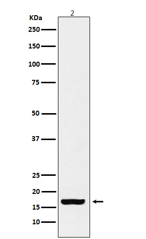 Western blot analysis of Histone H3 (acetyl K18) expression in HeLa cell treated with TSA cell lysate