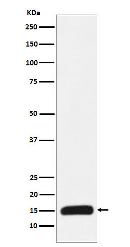 Western blot analysis of Histone H3 (mutated K27 Met) expression in recombinant protein lysate