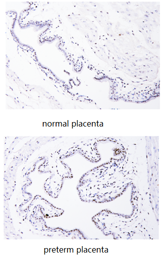 m12477 15 histone_h3 primary antibodies ihc testing 1