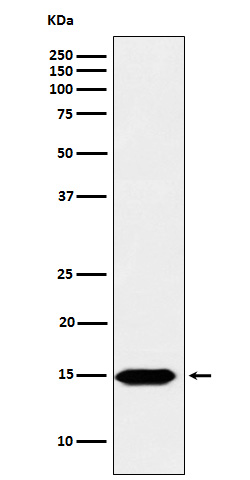 Western blot analysis of Histone H3 (formyl K122) expression in Hela cell lysate