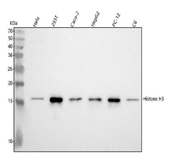 m12477 2 histone h3 primary antibodies wb testing 1