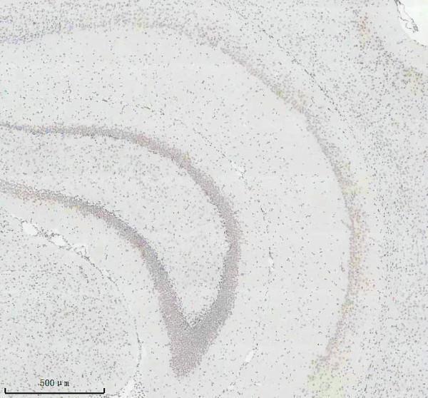 m12477 23 histone h3 primary antibodies ihc testing 1