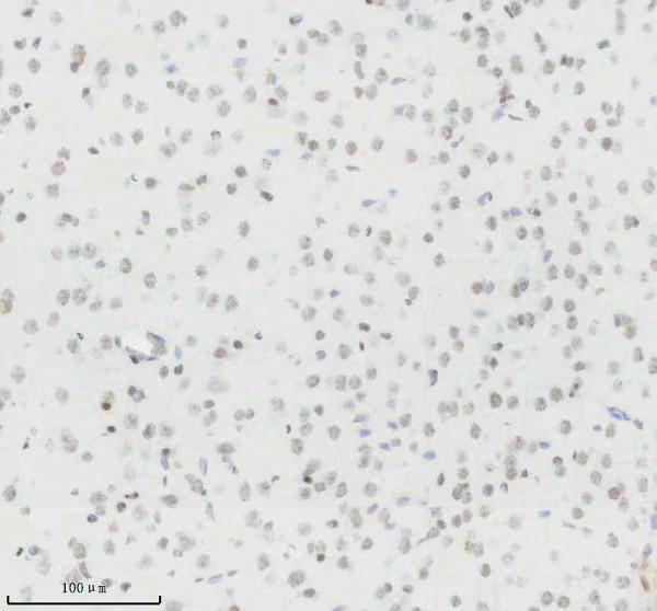 m12477 23 histone h3 primary antibodies ihc testing 2