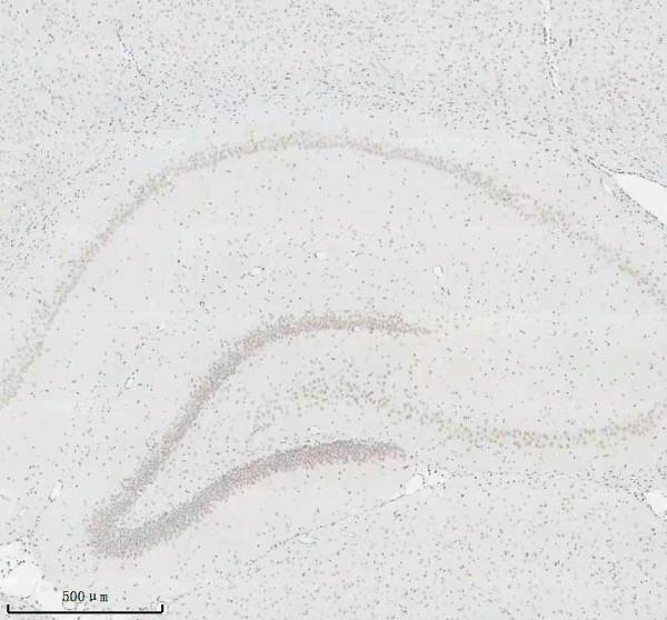 m12477 23 histone h3 primary antibodies ihc testing 3