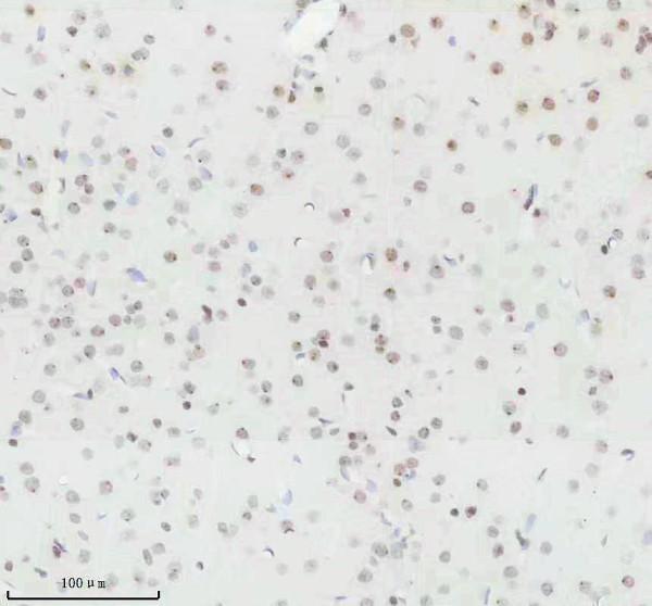m12477 23 histone h3 primary antibodies ihc testing 4