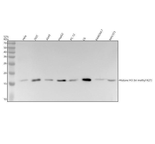 m12477 23 histone h3 primary antibodies wb testing 1