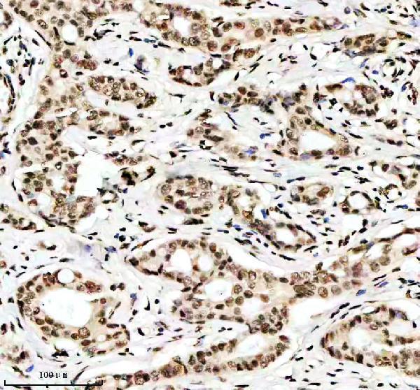 m12477 24 histone h3 primary antibodies ihc testing 2