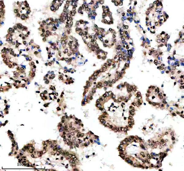 m12477 24 histone h3 primary antibodies ihc testing 3