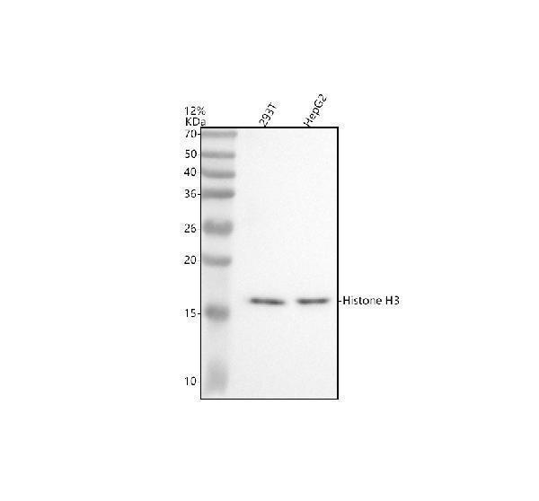 m12477 24 histone h3 primary antibodies wb testing 1