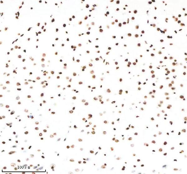 m12477 25 histone_h3 primary antibodies ihc testing 3