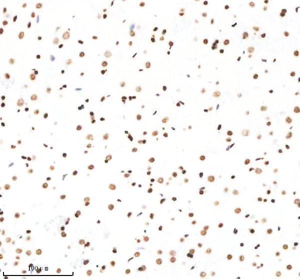 m12477 25 histone_h3 primary antibodies ihc testing 5