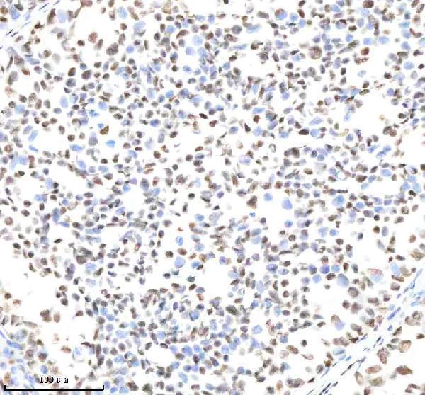 m12477 25 histone_h3 primary antibodies ihc testing 6