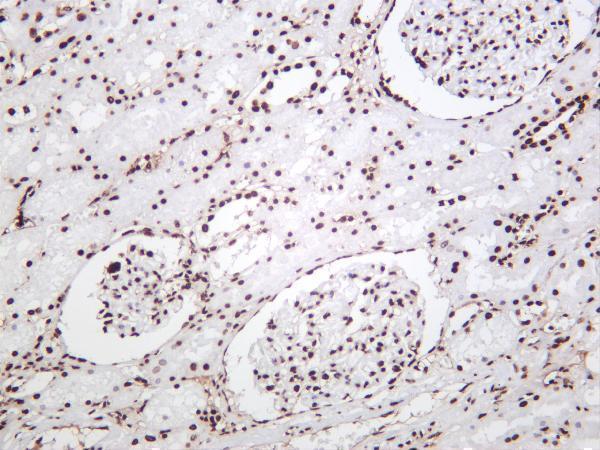 m12477 27 hist1h3a primary antibodies ihc testing 1