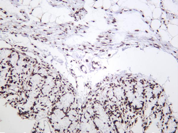 m12477 27 hist1h3a primary antibodies ihc testing 3
