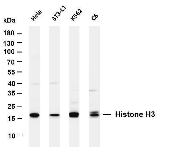 m12477 27 hist1h3a primary antibodies wb testing 1