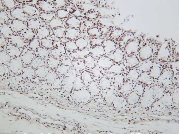 m12477 28 hist1h3a primary antibodies ihc testing 2