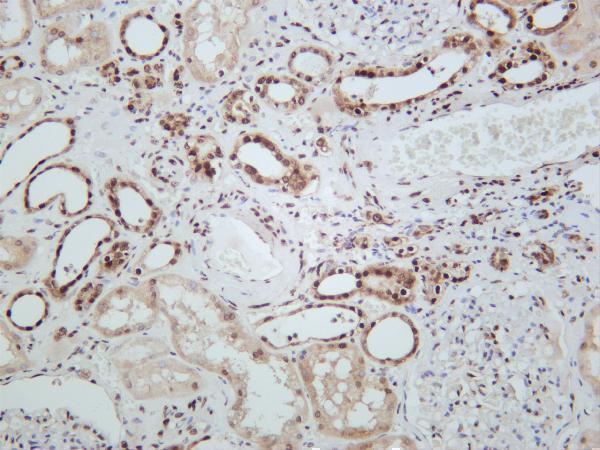 m12477 28 hist1h3a primary antibodies ihc testing 4