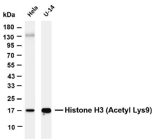 m12477 28 hist1h3a primary antibodies wb testing 1