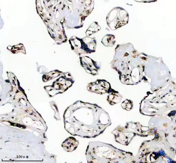m12477 4 histone h3 primary antibodies ihc testing 1