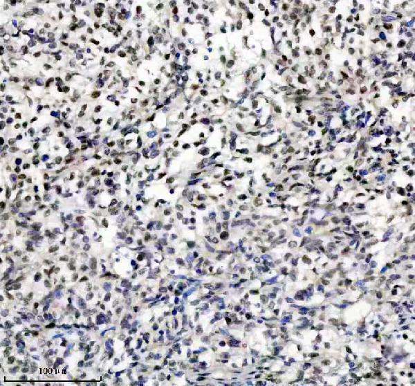 m12477 4 histone h3 primary antibodies ihc testing 2