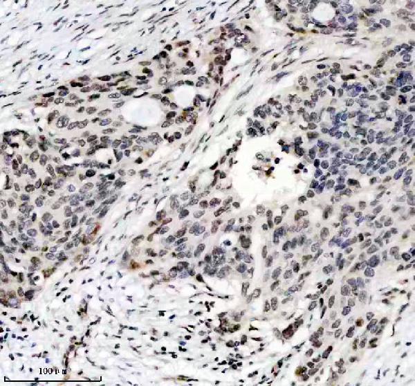 m12477 4 histone h3 primary antibodies ihc testing 3