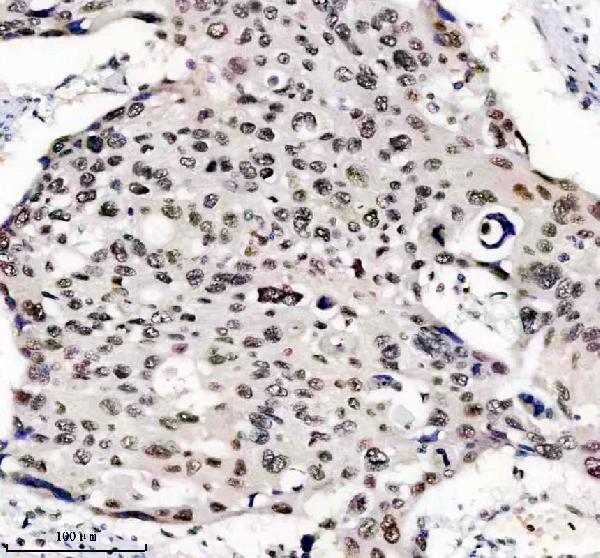 m12477 4 histone h3 primary antibodies ihc testing 4