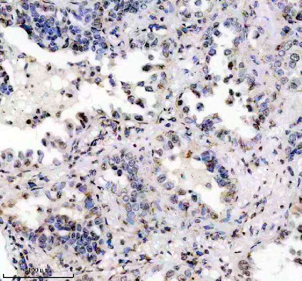 m12477 4 histone h3 primary antibodies ihc testing 5