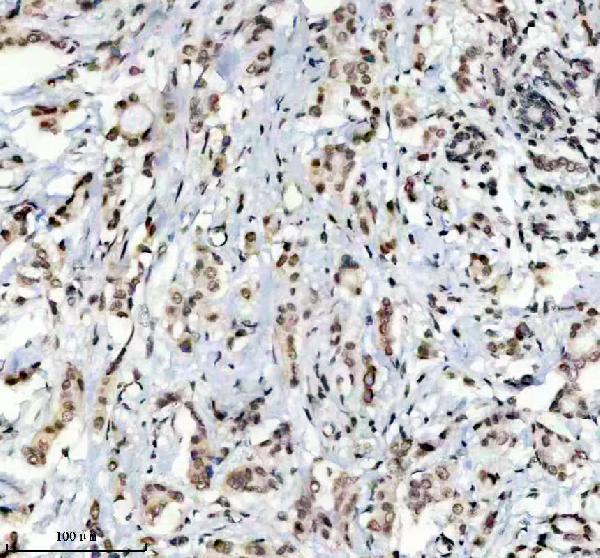 m12477 4 histone h3 primary antibodies ihc testing 6