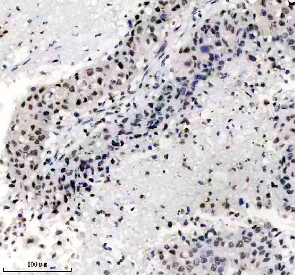 m12477 4 histone h3 primary antibodies ihc testing 7