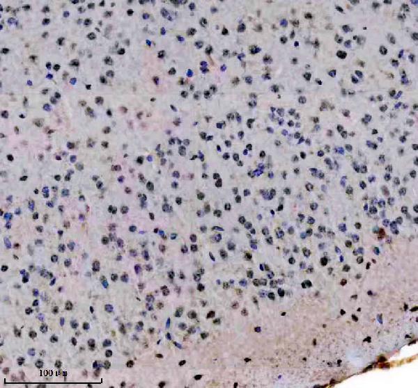 m12477 4 histone h3 primary antibodies ihc testing 8